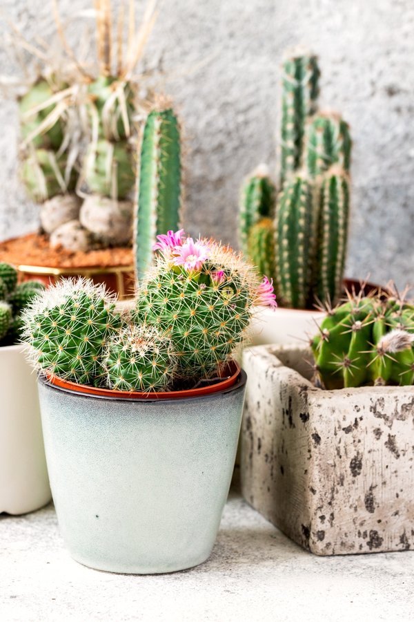 Les cactus à Paris : une beauté à découvrir absolument