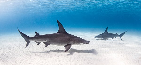 Top 5 animaux à risque en nouvelle-zélande : restez prudents !